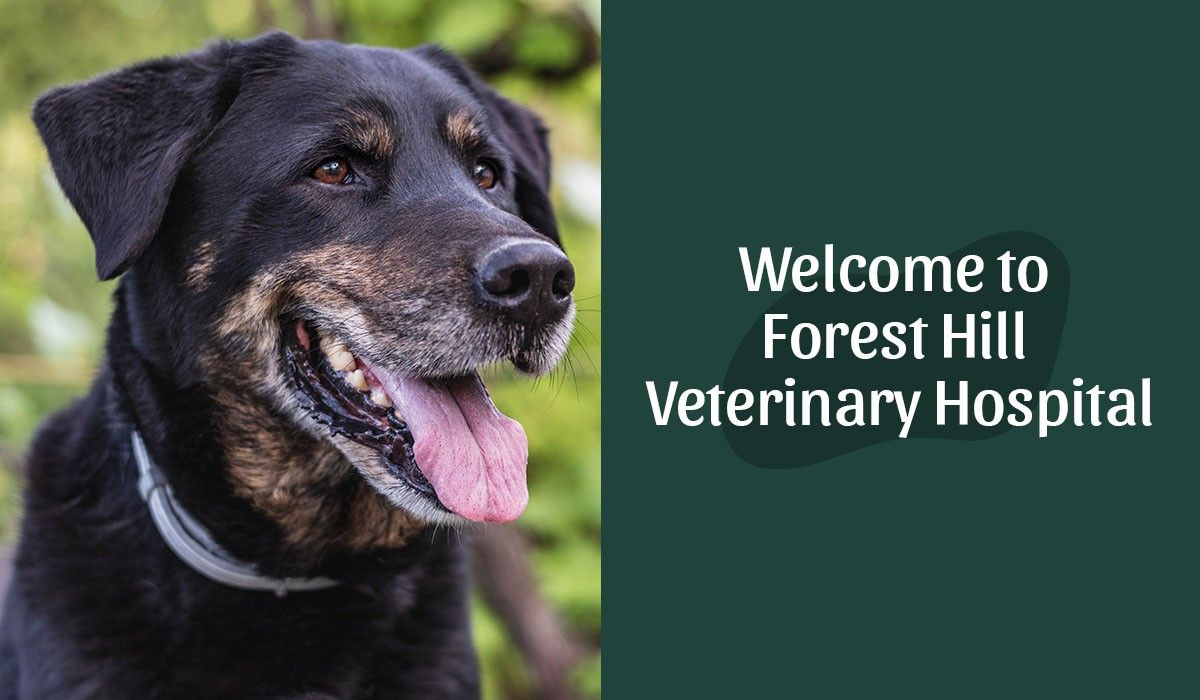 Welcome to Forest Hill Veterinary Hospital