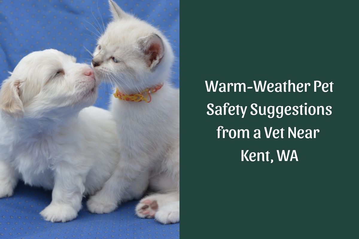Warm-Weather-Pet-Safety-Suggestions-from-a-Vet-Near-Kent-WA