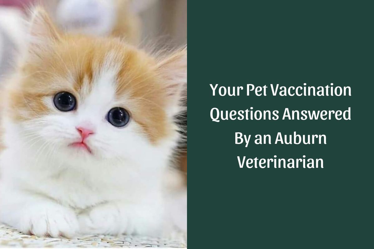 Your-Pet-Vaccination-Questions-Answered-By-an-Auburn-Veterinarian