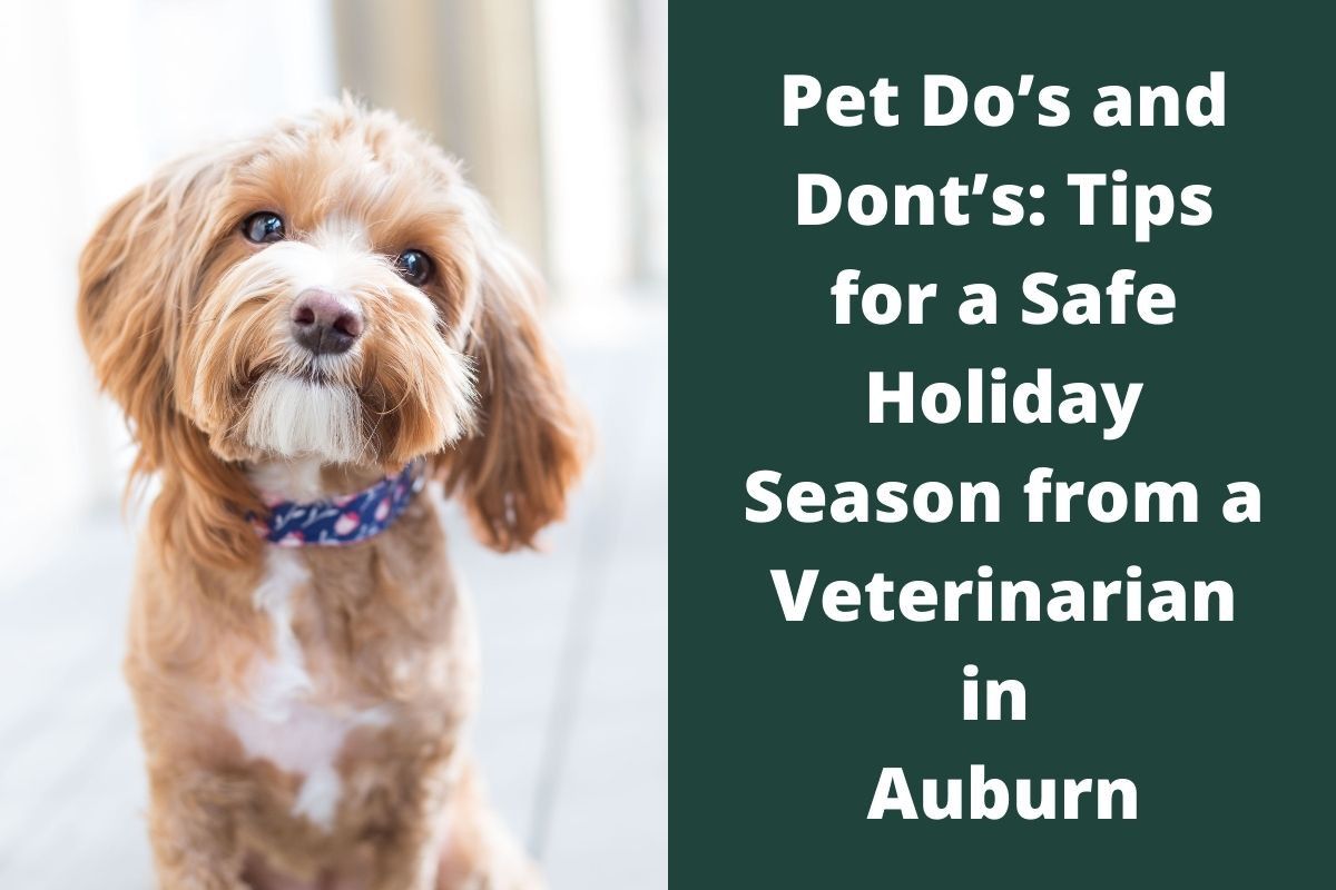 Pet-Dos-and-Donts_-Tips-for-a-Safe-Holiday-Season-from-a-Veterinarian-in-Auburn