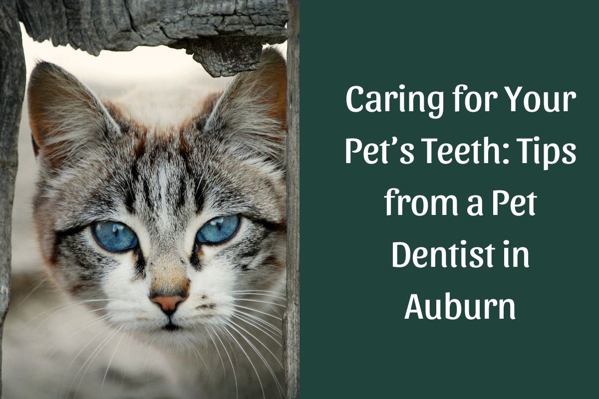 Caring-for-Your-Pets-Teeth_-Tips-from-a-Pet-Dentist-in-Auburn