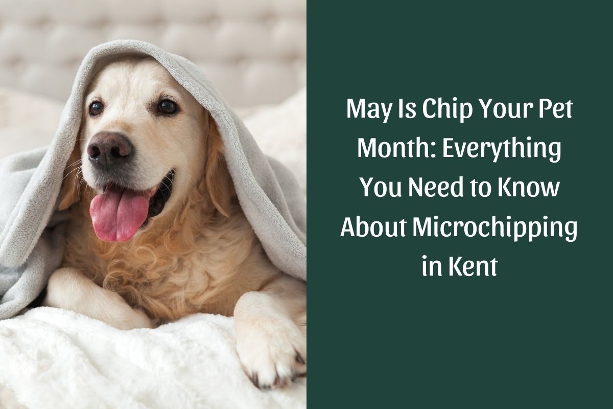 May Is Chip Your Pet Month: Everything You Need to Know About Microchipping  in Kent - Forest Hill Veterinary Hospital Blog