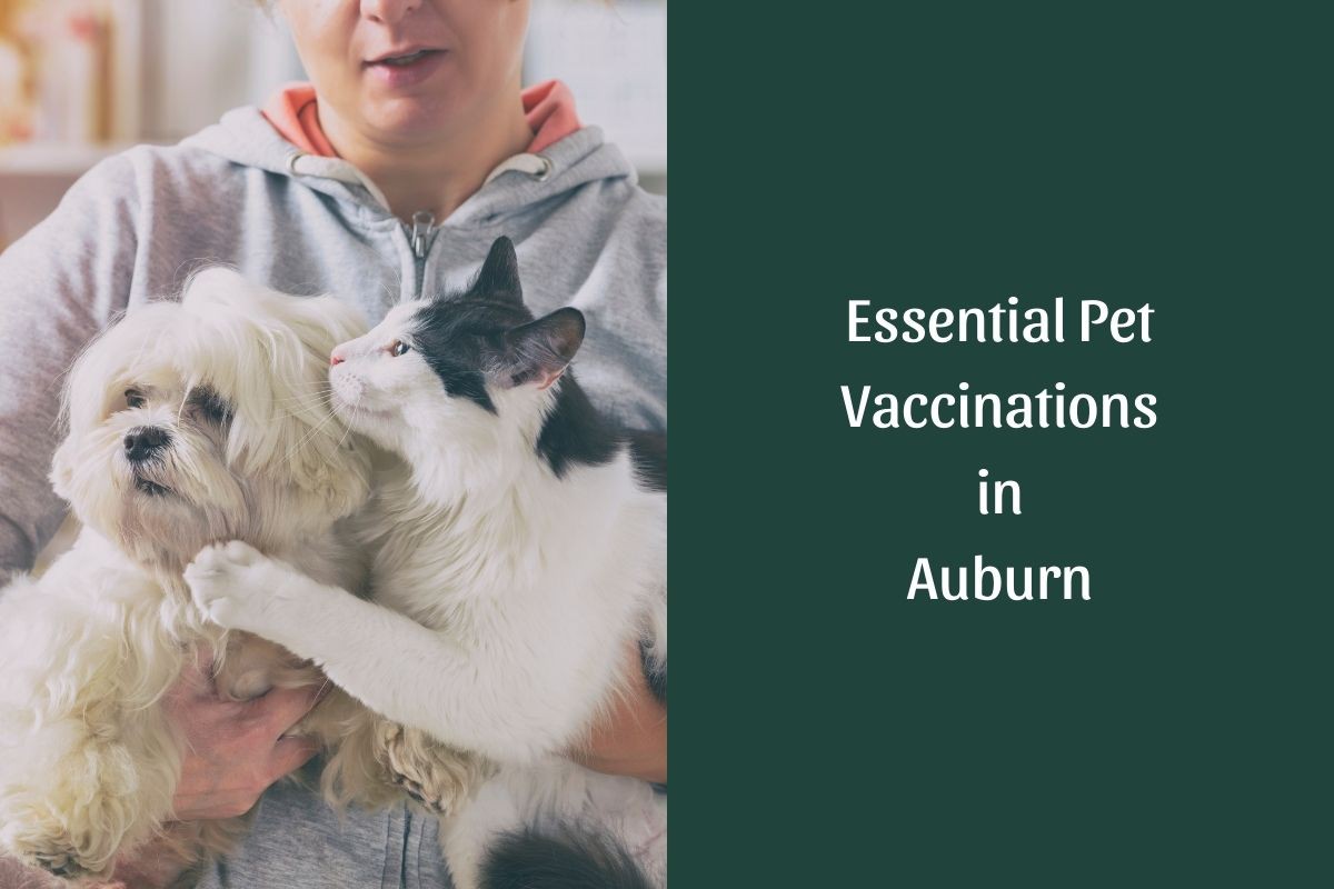 Essential-Pet-Vaccinations-in-Auburn