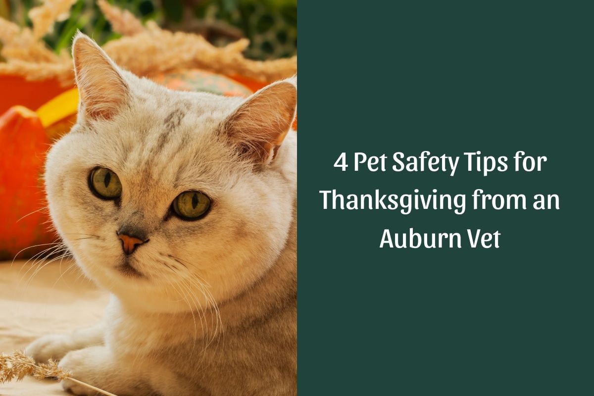 4-Pet-Safety-Tips-for-Thanksgiving-from-an-Auburn-Vet