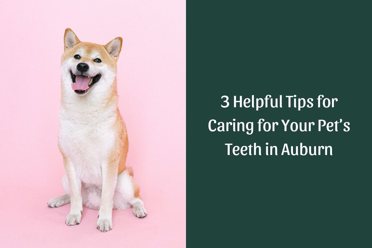 3-Helpful-Tips-for-Caring-for-Your-Pets-Teeth-in-Auburn